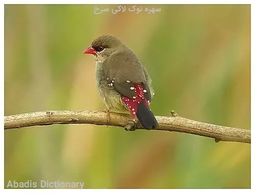 سهره نوک لاکی سرخ